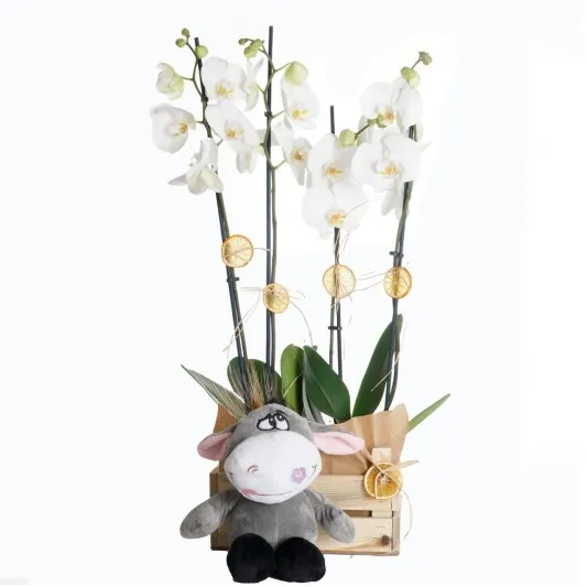 Orchid And Plush Donkey İn The Carte