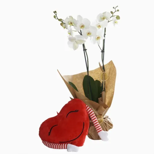 Armful Of Love Plush White Orchids