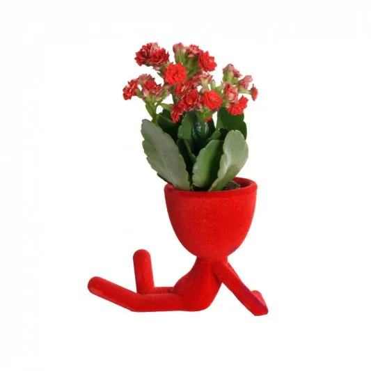 Red Dream Kalonche