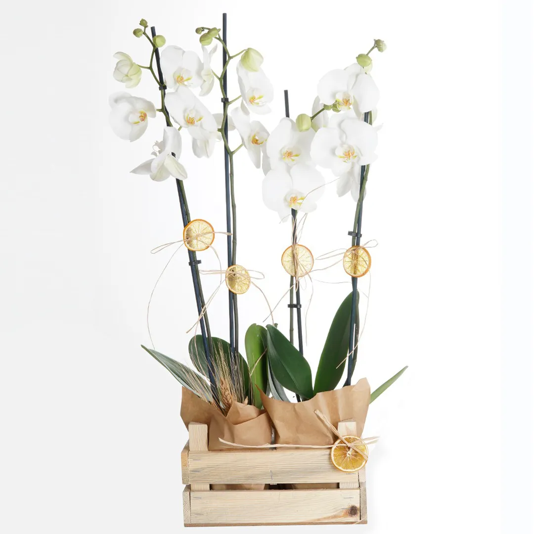 White Serenity Orchids İn The Chest