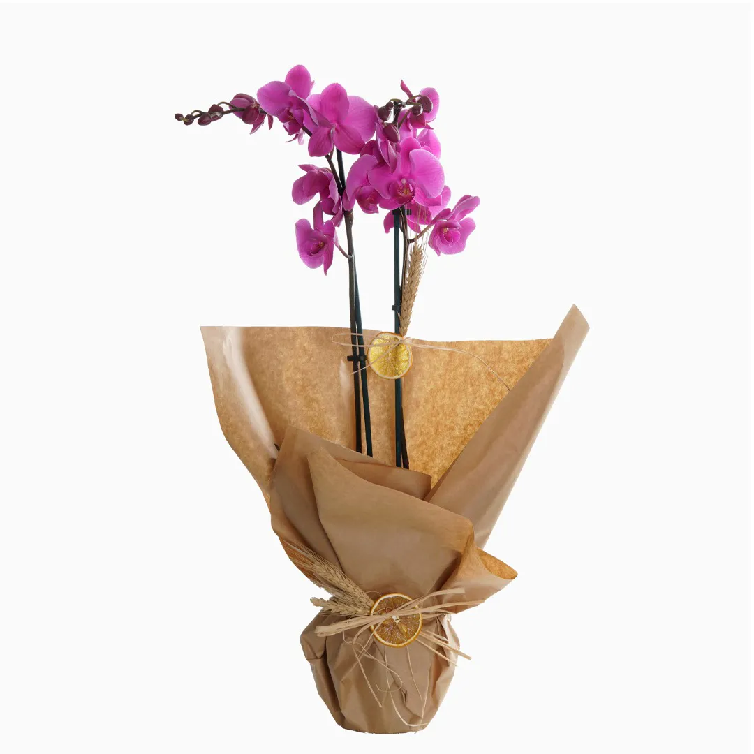 Cute Purple Orchid