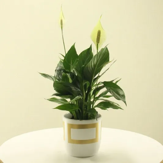 Gold Kareli Vazoda Barış Çiçeği