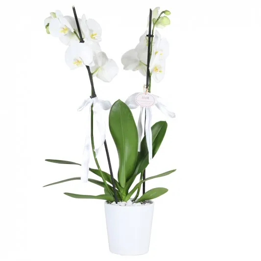 Zerafet Dolu Çift Dallı Beyaz Orkide