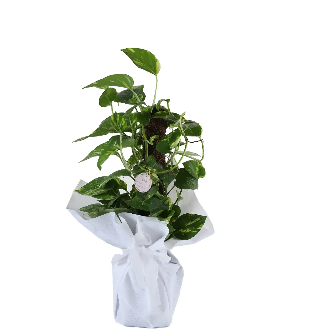 Epipremnum Sopalı 60 cm