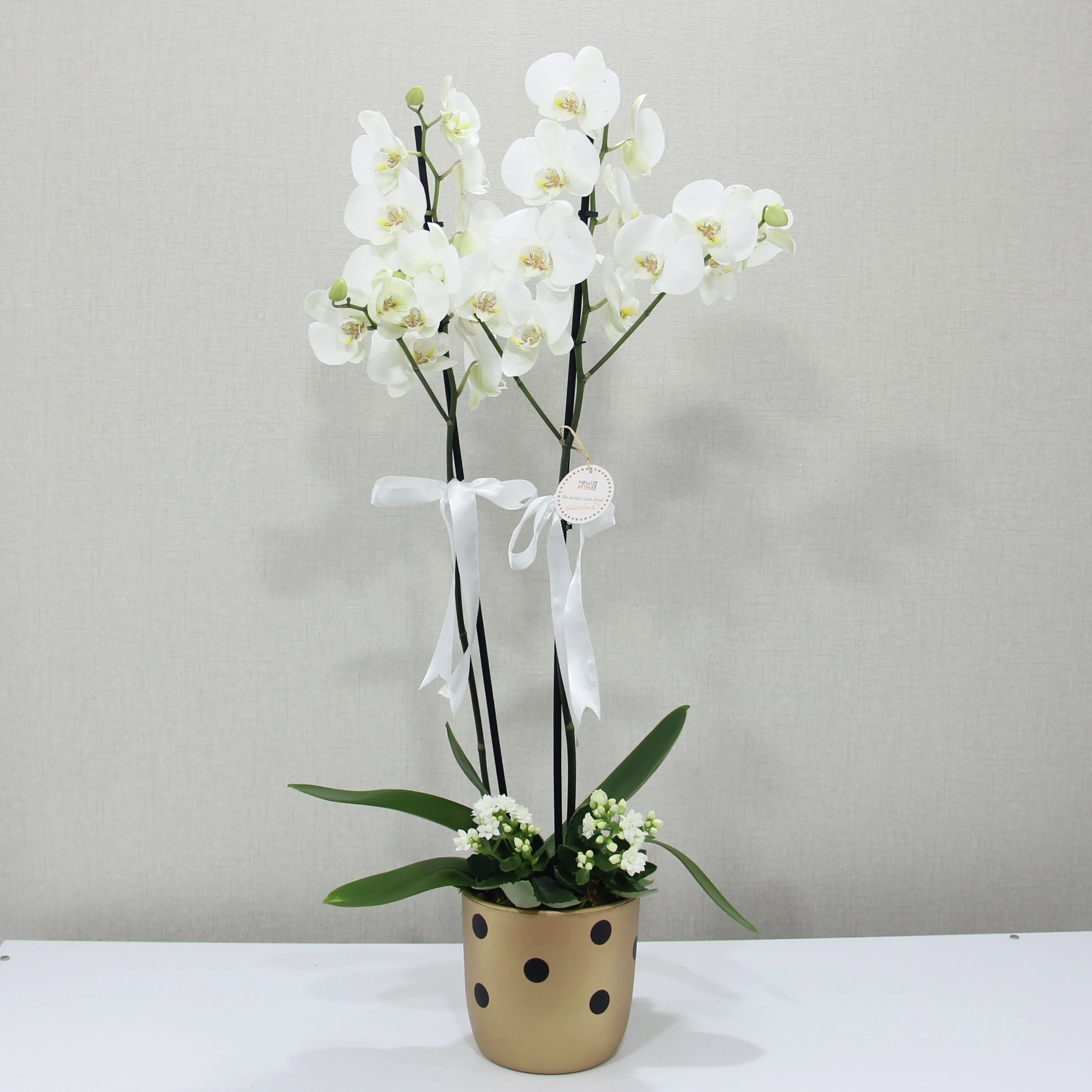 Puantiyeli Vazoda Çiftli Beyaz Phalaenopsis ve Beyaz Kalanchoeler