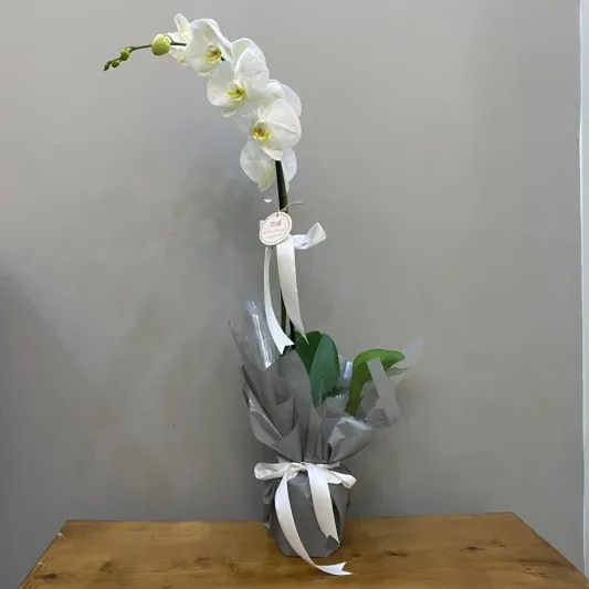 Beyaz Orkide Büyüsü