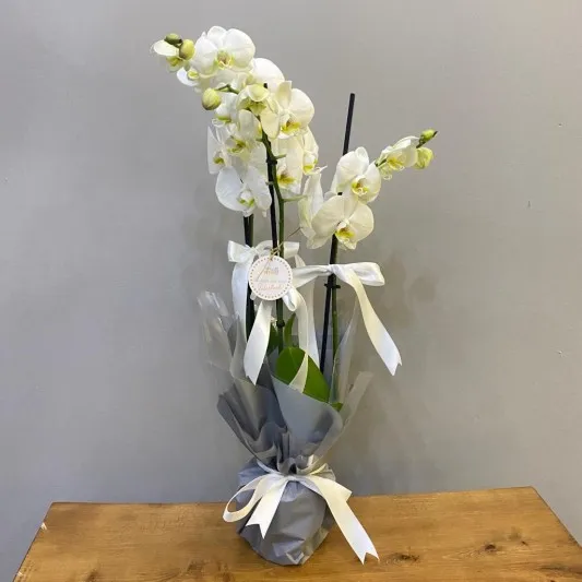 Üç Dal Beyaz Orkide