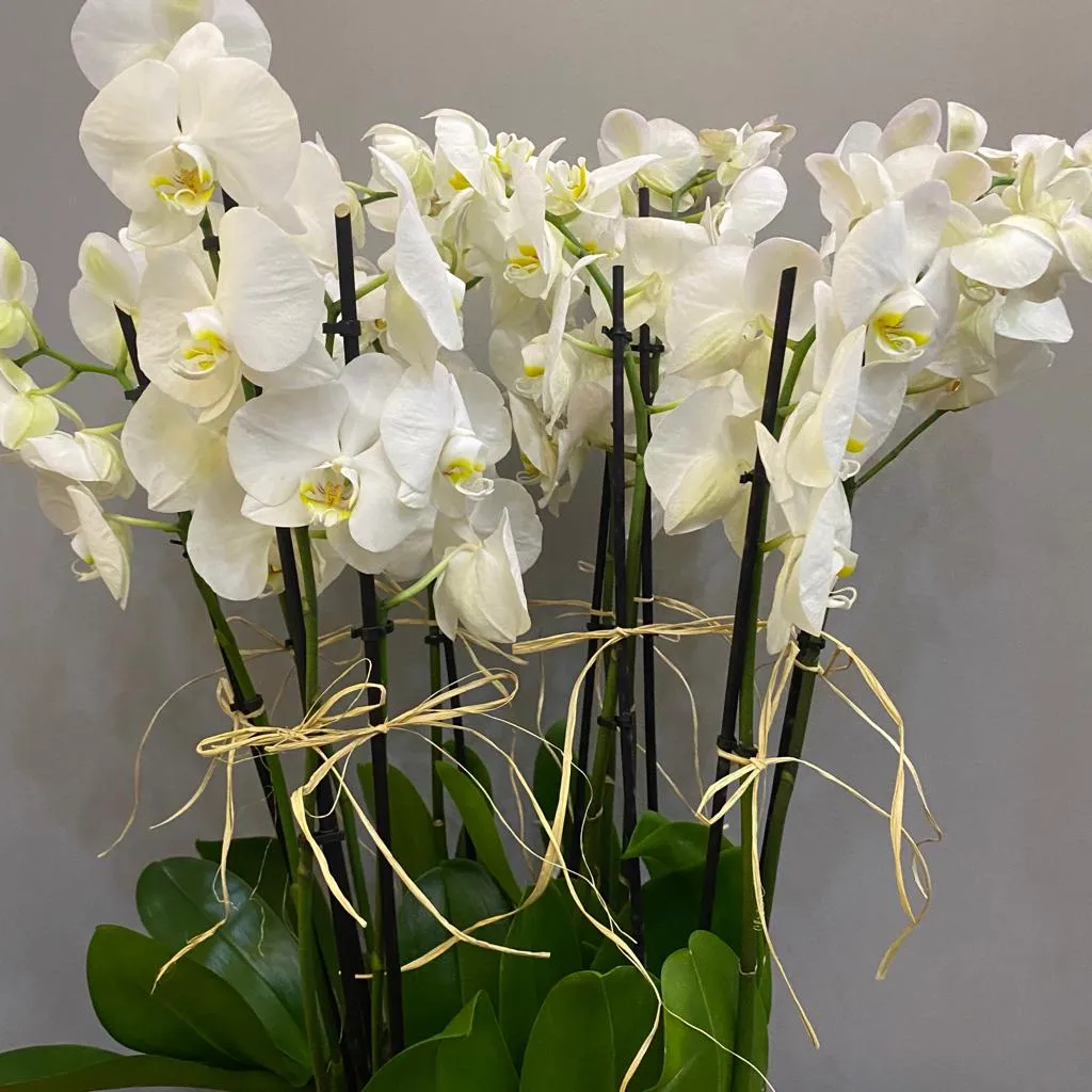 Beyaz Orkide Tasarımı