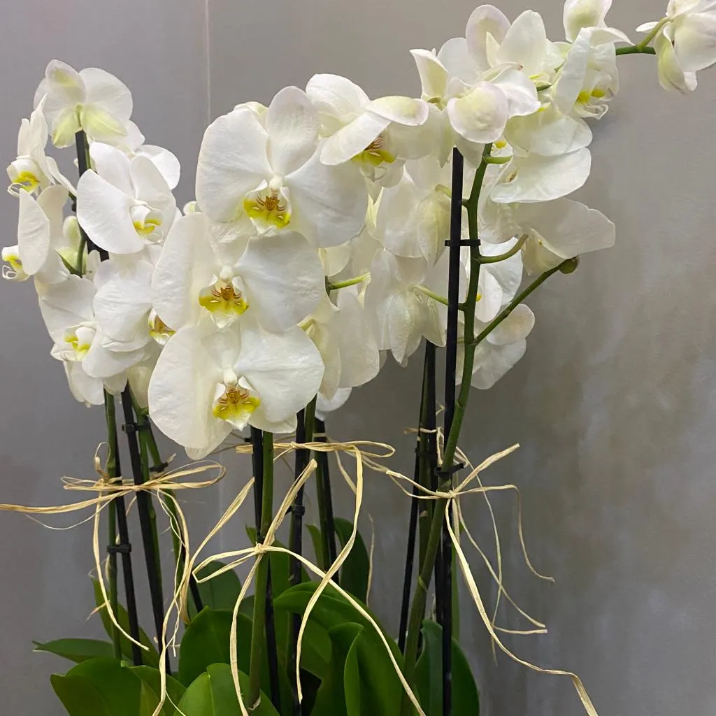 Beyaz Orkide Tasarımı