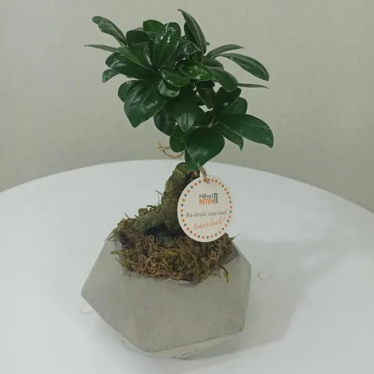 Beton Saksıda Bonsai