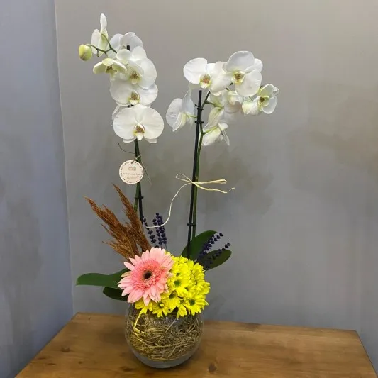 Orkide ve Pembe Gerbera