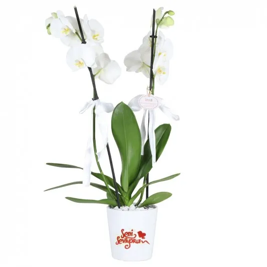 Sevgilime Beyaz Orkide