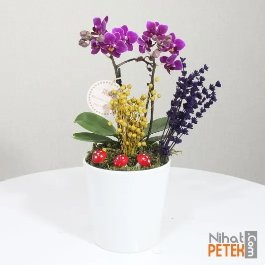Tatlı Mini Orkidem