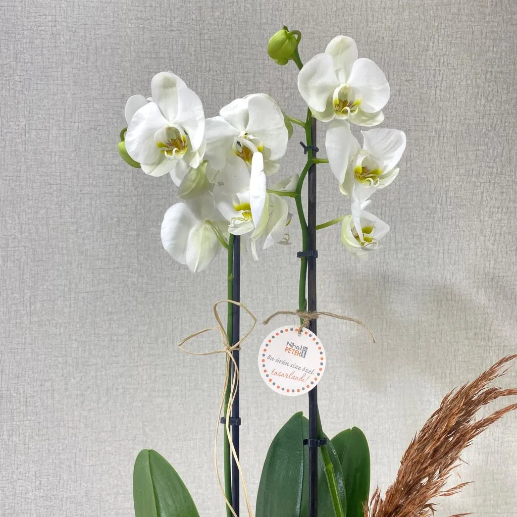 Akvaryumda Beyaz Orkide
