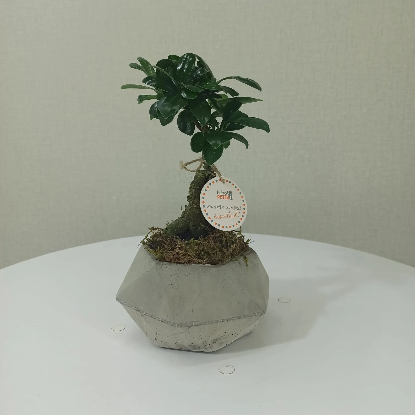 Beton Saksıda Bonsai