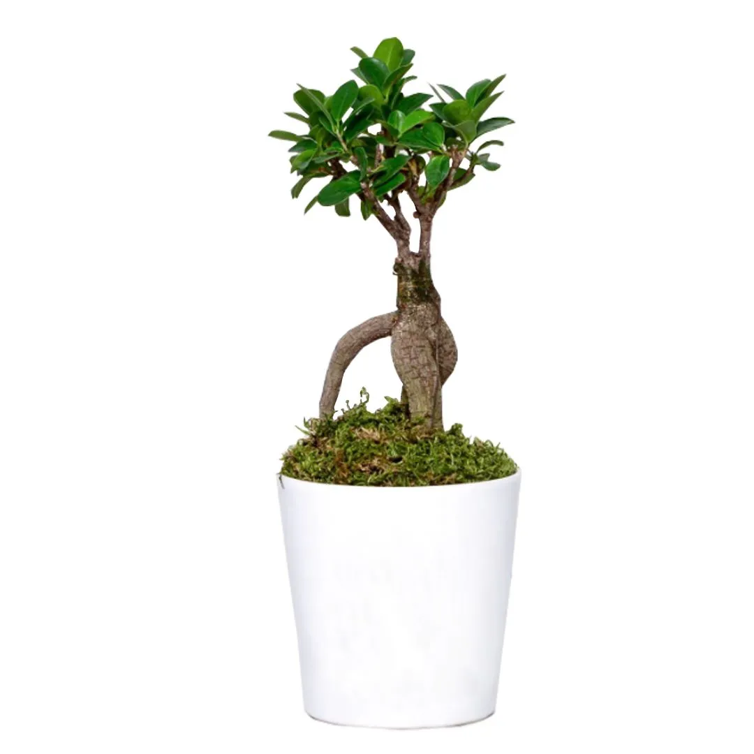 Ficus Ging Seng Bonsai