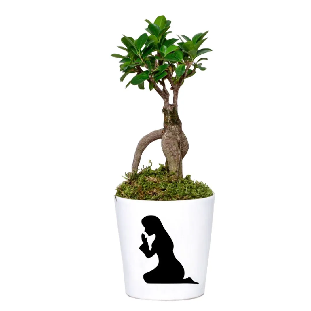 Ging Seng Bonsai Kişiye Özel