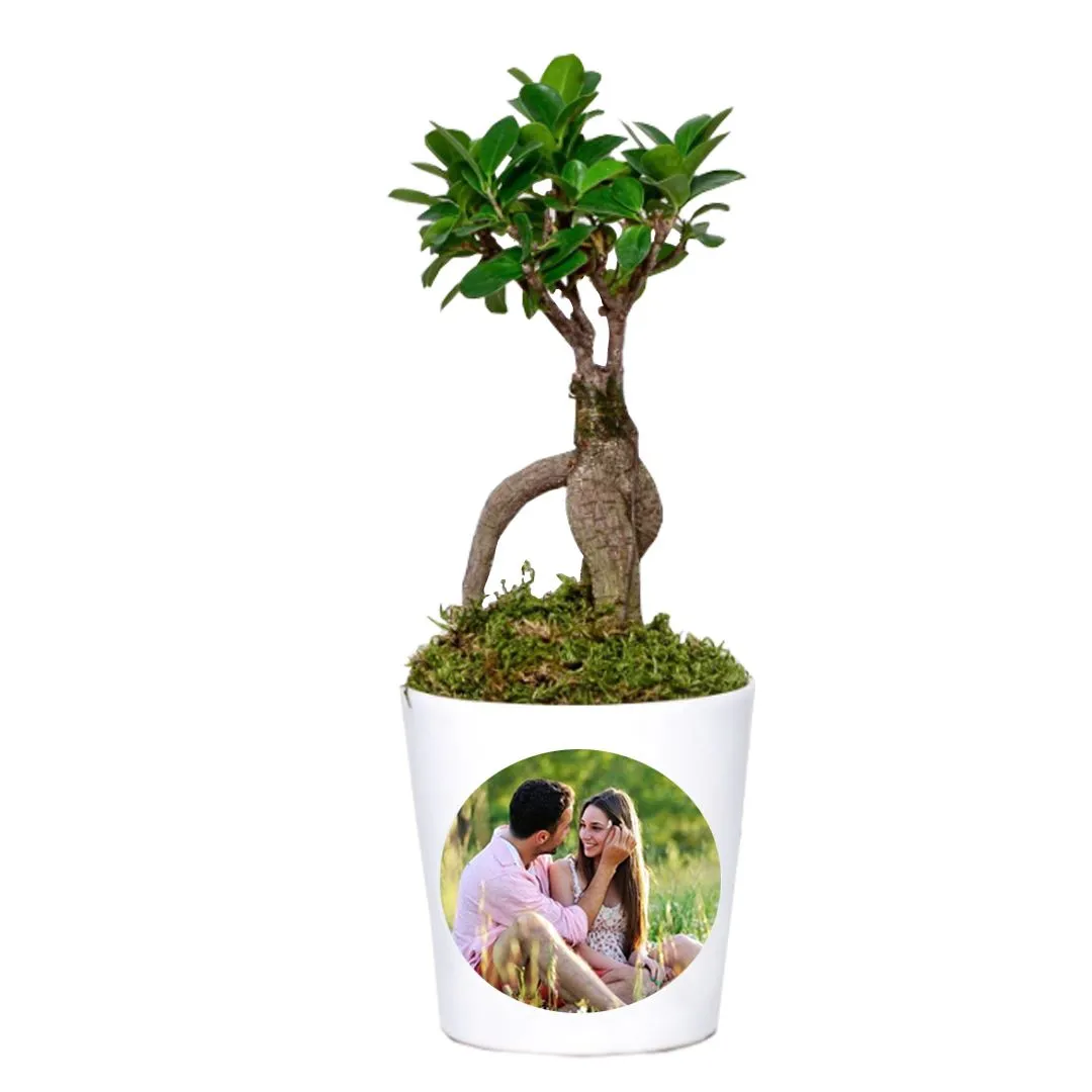 Kişiye Özel Ficus Bonsai