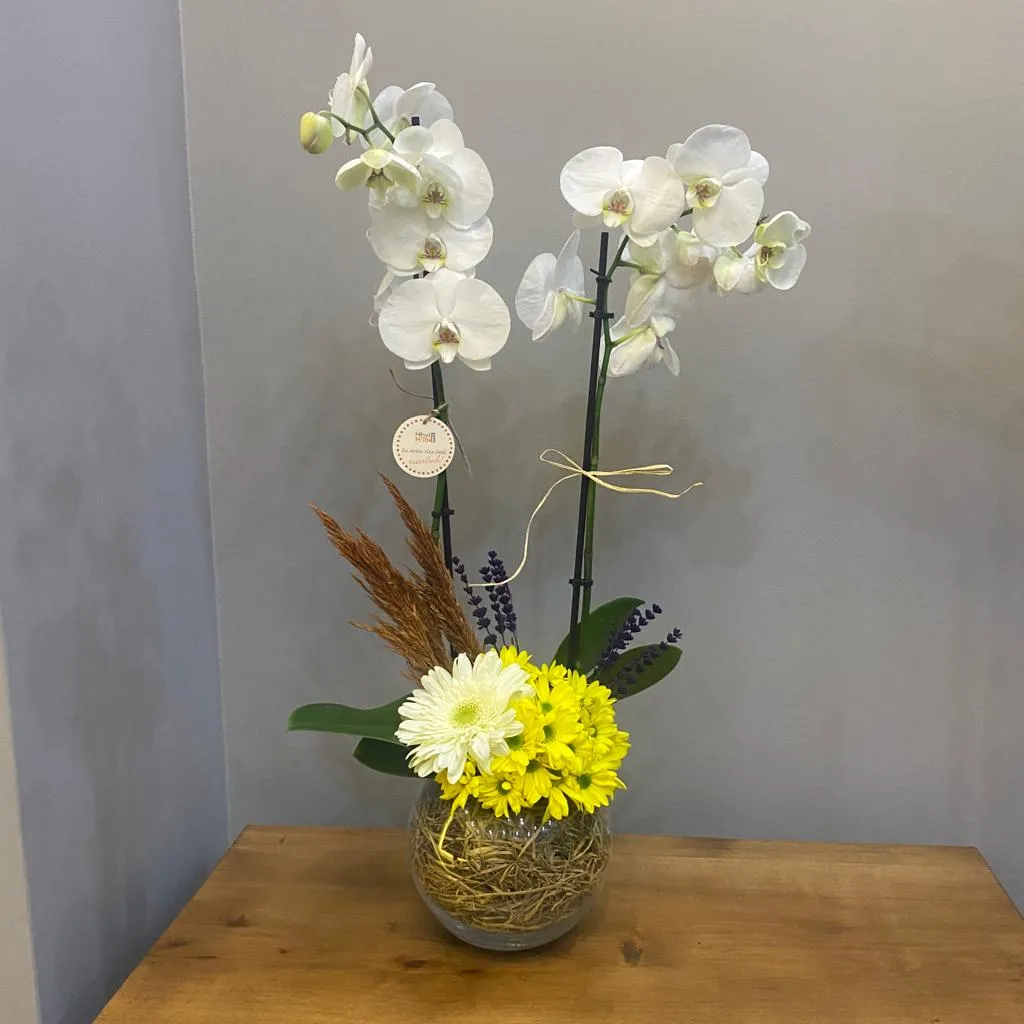 Orkidemin Beyaz Gerberası