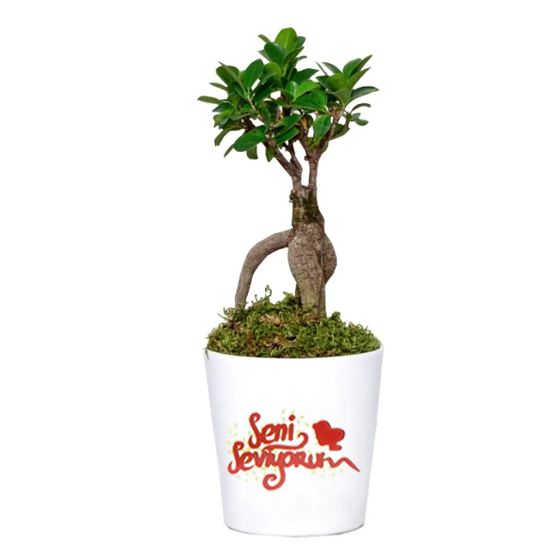 Sevgilime Ging Seng Bonsai