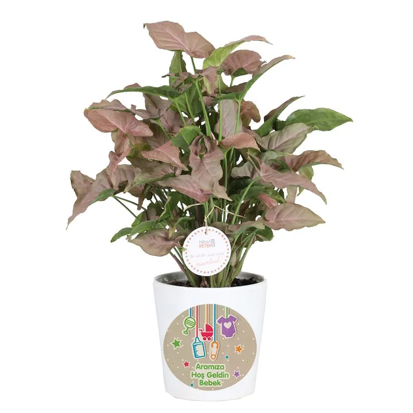 Syngonium Pink Arrow Çiçeğim