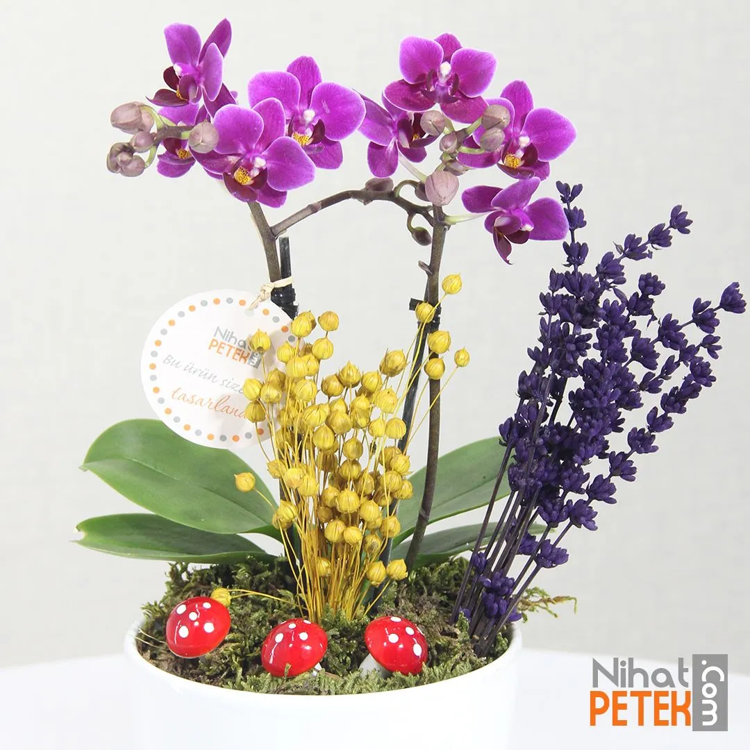 Mutlu Yıllar Mini Orkidem