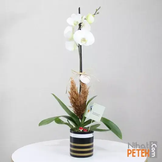 Başarılar Pankartlı Beyaz Orkidem