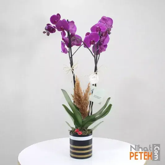 Başarılar Pankartlı Mor Orkidem