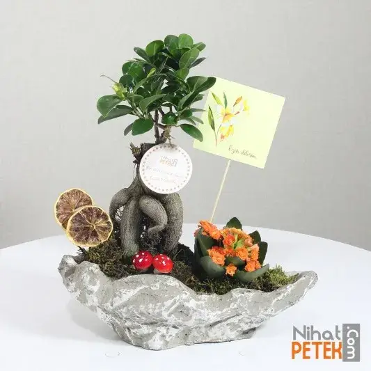 Dekoratif Vazoda Özür Dilerim Pankartlı Bonsai