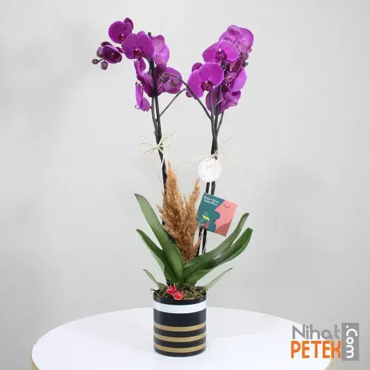 Doğum Günü Pankartlı Mor Orkidem