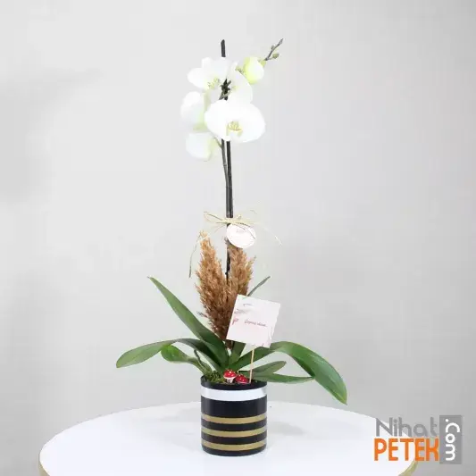 Geçmiş Olsun Pankartlı Beyaz Orkidem