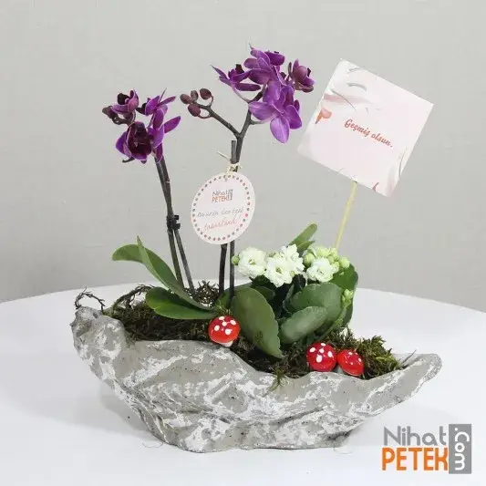 Geçmiş Olsun Pankartlı Mini Orkidem