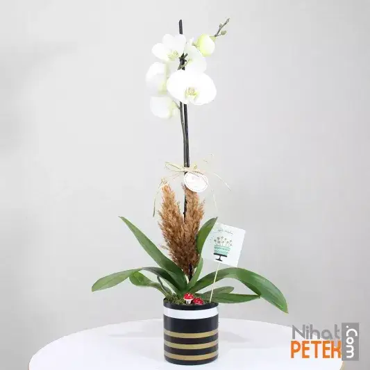 İyiki Doğdun Pankartlı Beyaz Orkidem