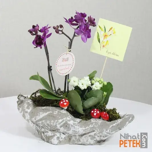 Özür Dilerim Pankartlı Mini Orkidem