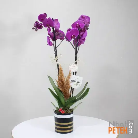 Tebrikler Pankartlı Mor Orkidem