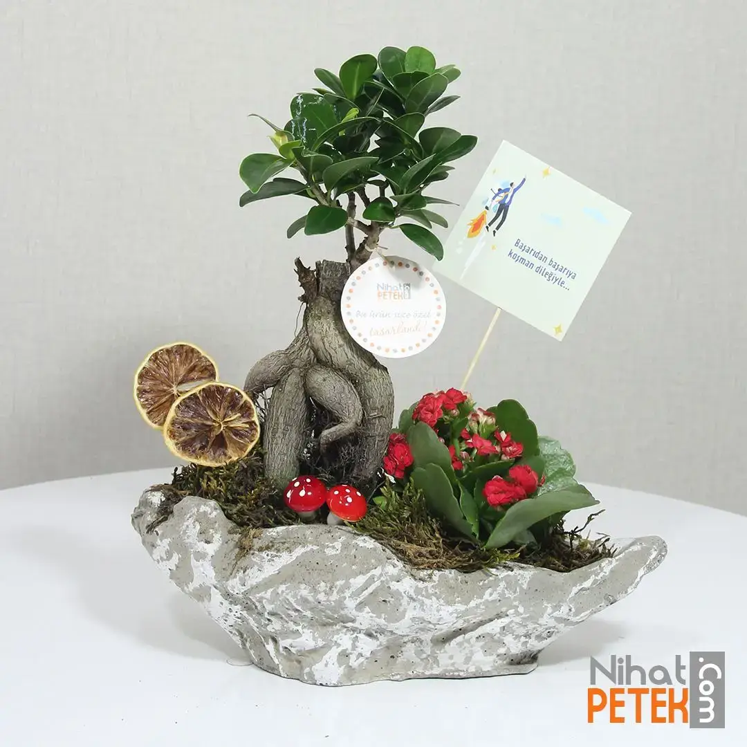 Başarılar Pankartlı Bonsai Aranjmanı