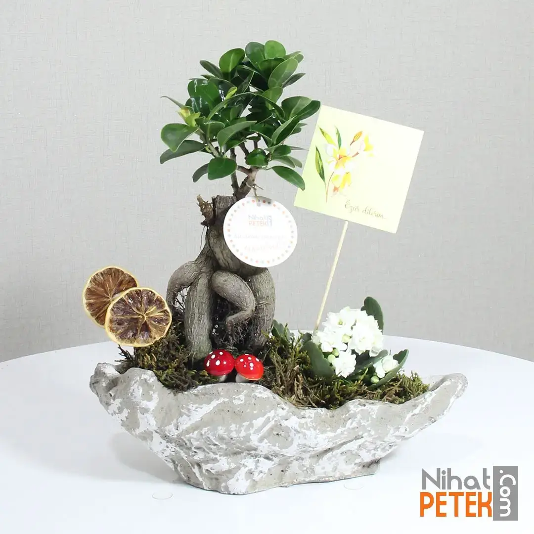 Dekoratif Vazoda Özür Dilerim Pankartlı Beyaz Kalanchoe ve Bonsai