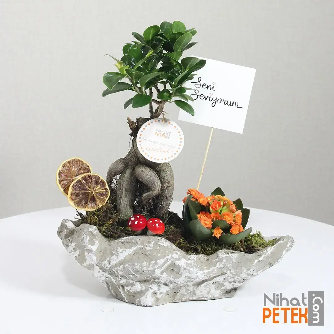 Dekoratif Vazoda Seni Seviyorum Pankartlı Bonsai