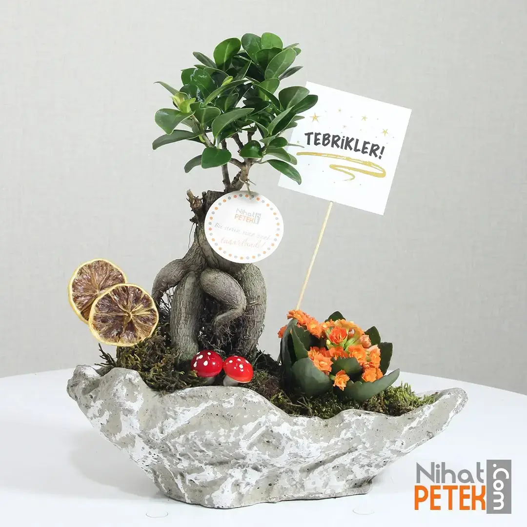 Dekoratif Vazoda Tebrikler Pankartlı Bonsai