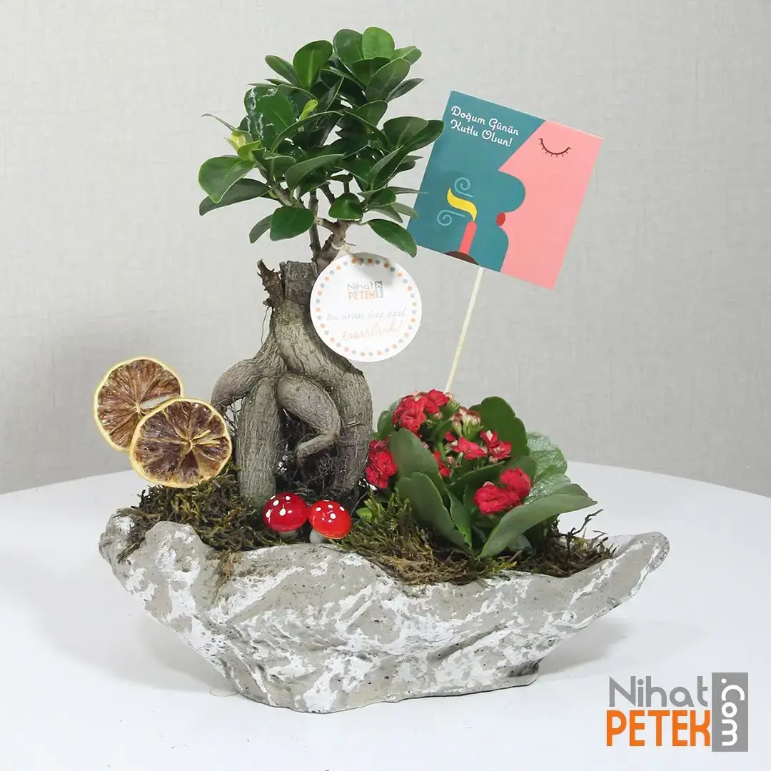 Doğum Günü Pankartlı Bonsai Aranjmanı