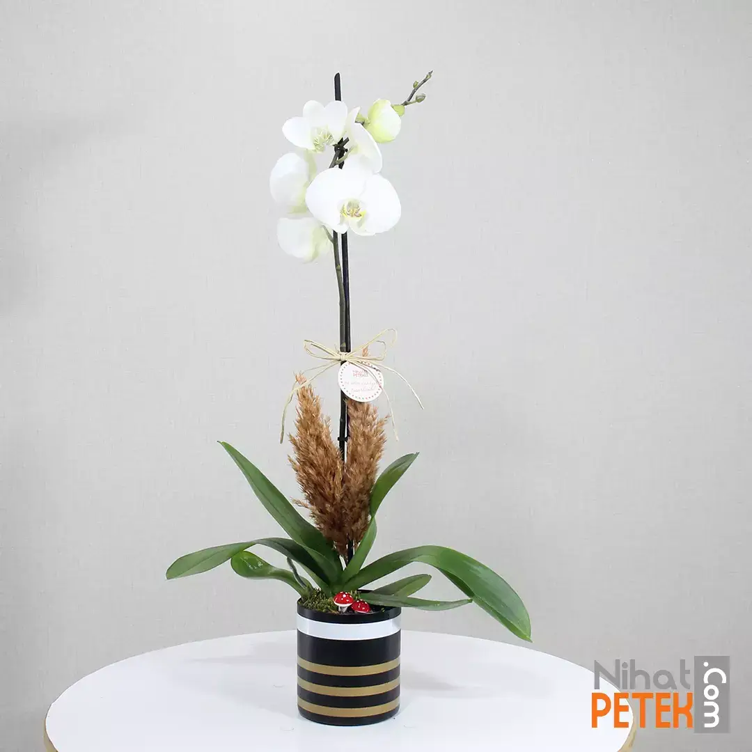 Gold Çizgili Vazoda Beyaz Orkidem