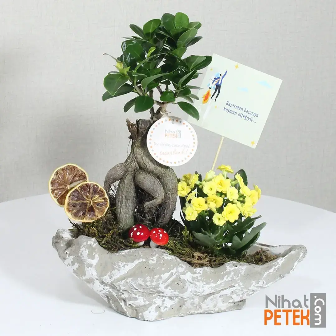 Kayıkta Başarılar Pankartlı Bonsai ve Kalanchoe