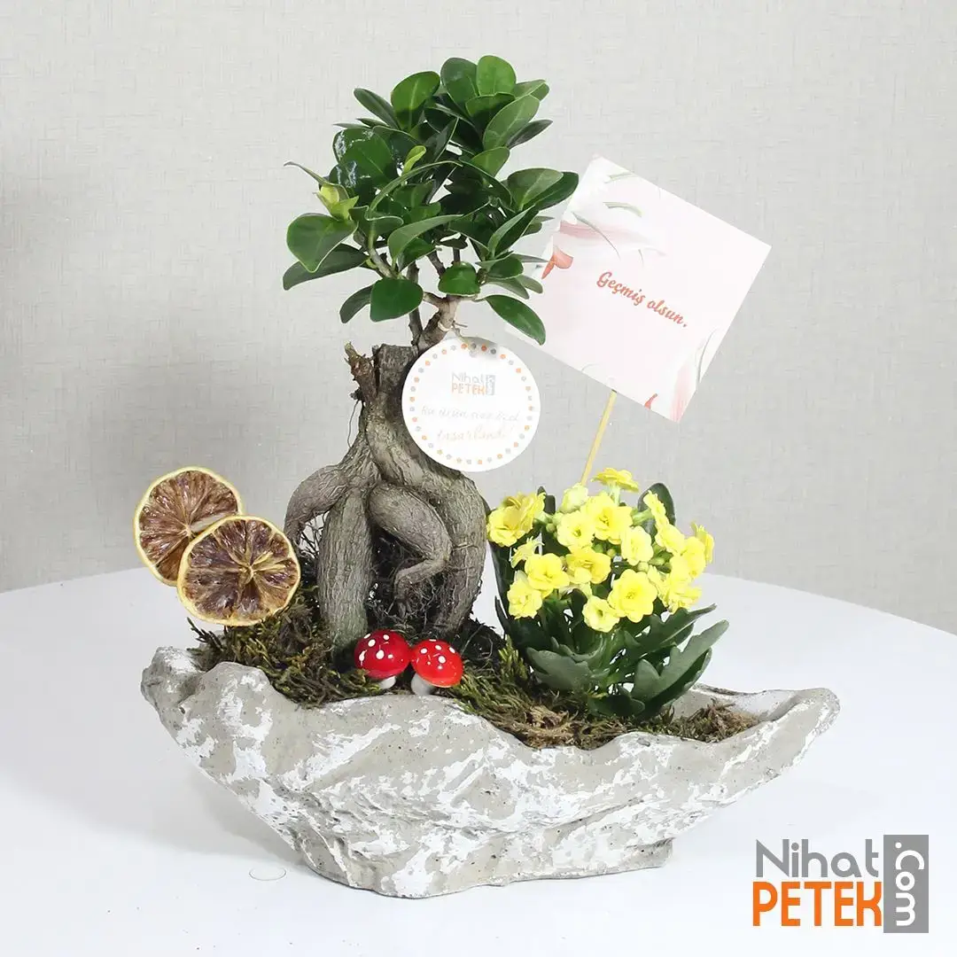 Kayıkta Geçmiş Olsun Pankartlı Bonsai ve Kalanchoe