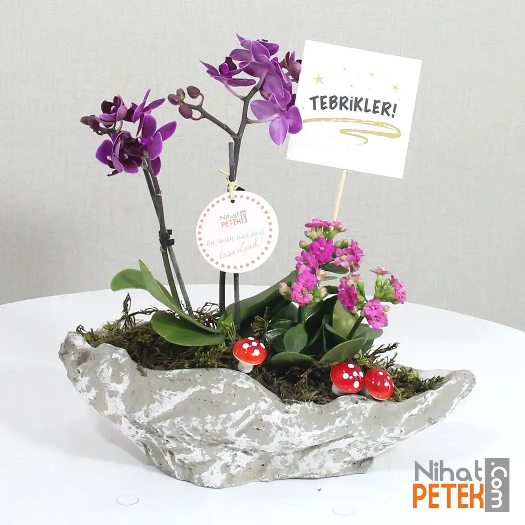 Tebrikler Pankartlı Pembe Kalanchoe Aranjmanı