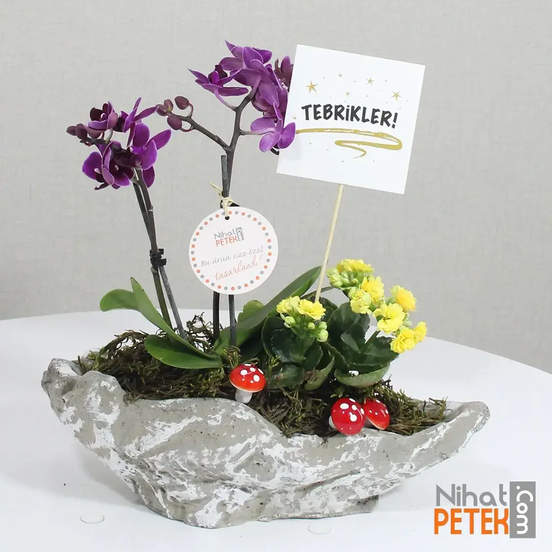 Tebrikler Pankartlı Sarı Kalanchoe