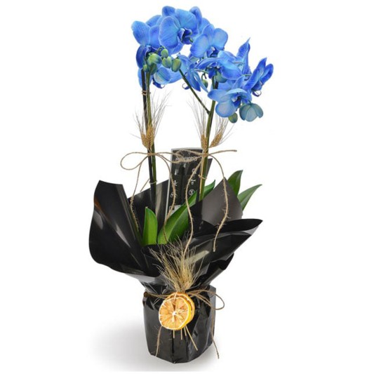 Mavi Büyü Orkide