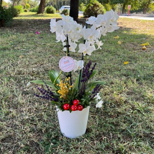 Zarif Seramik Vazo İçinde 2 Dallı Beyaz Mini Orkide Çiçeği