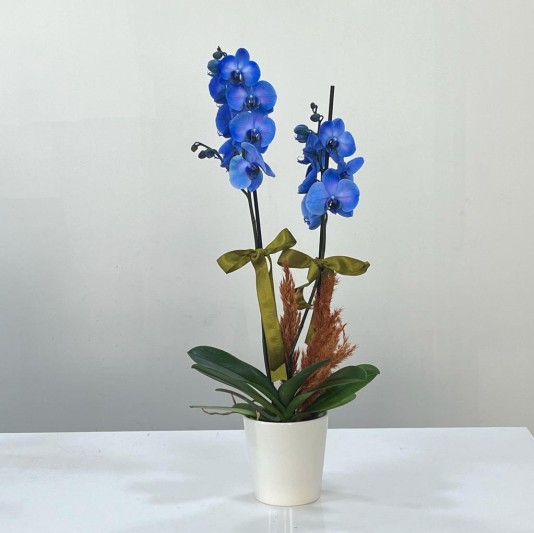 Mavi Esinti Orkide