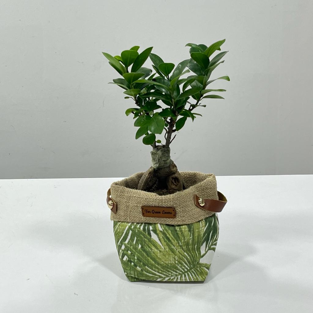 Bonsai Rüyası