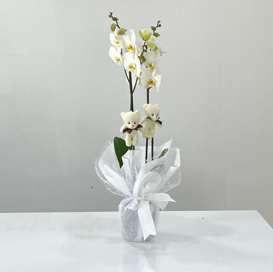 Beyaz Orkide Rüyam